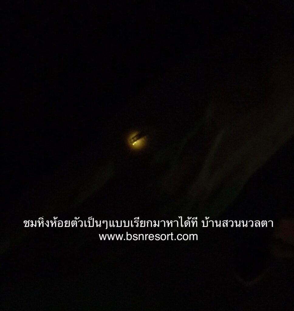 บ้ายพักอัมพวา ดูหิ่งห้อย