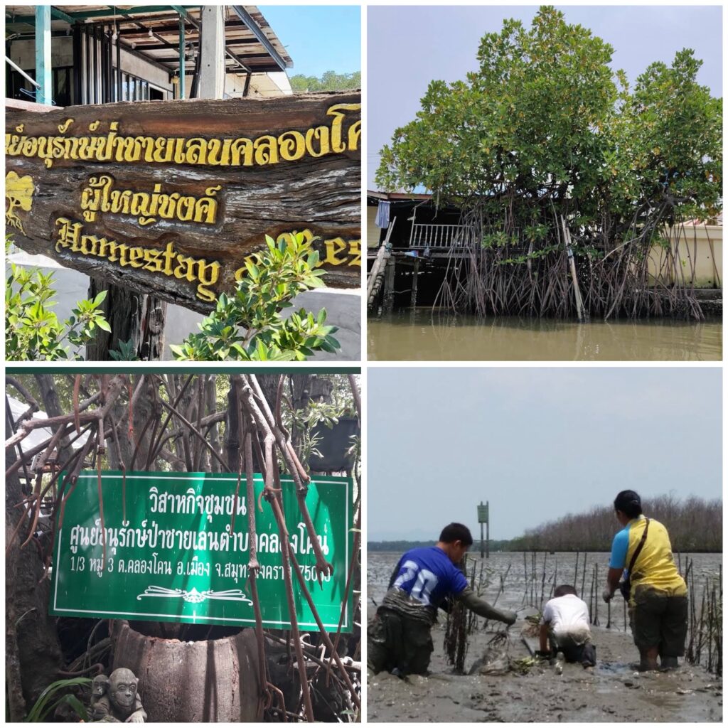 ที่ เที่ยว สมุทรสงคราม ศูนย์อนุรักษ์ป่าชายเลนคลองโคน