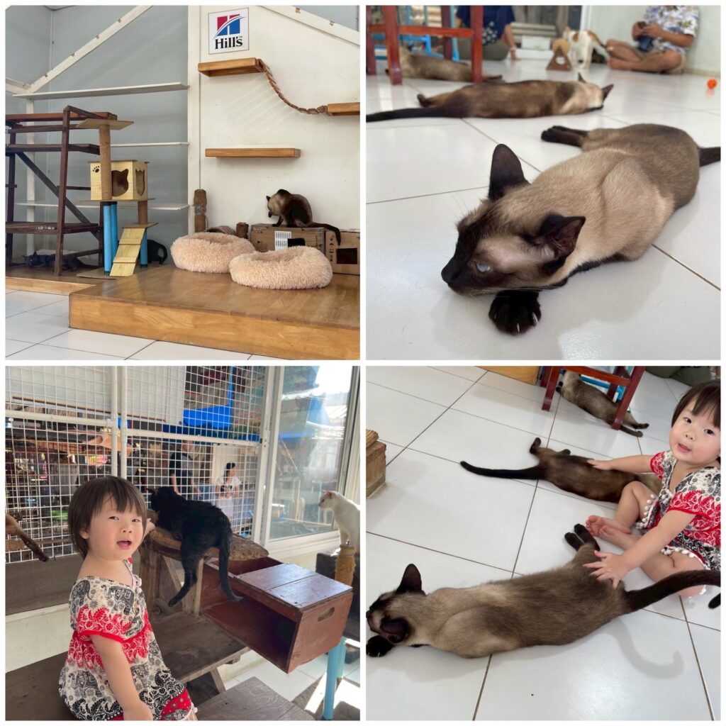 ที่ เที่ยวอัมพวา บ้านแมวไทย