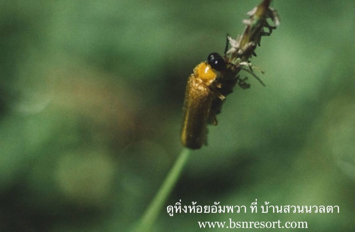 Unveiling a Nighttime Fairytale: Your Ultimate Guide to Fireflies Watching in Thailand at Baan Suan Nuanta, Samut Songkhram – Plus a Secret Trick to Lure Their Magic! 5 (5)