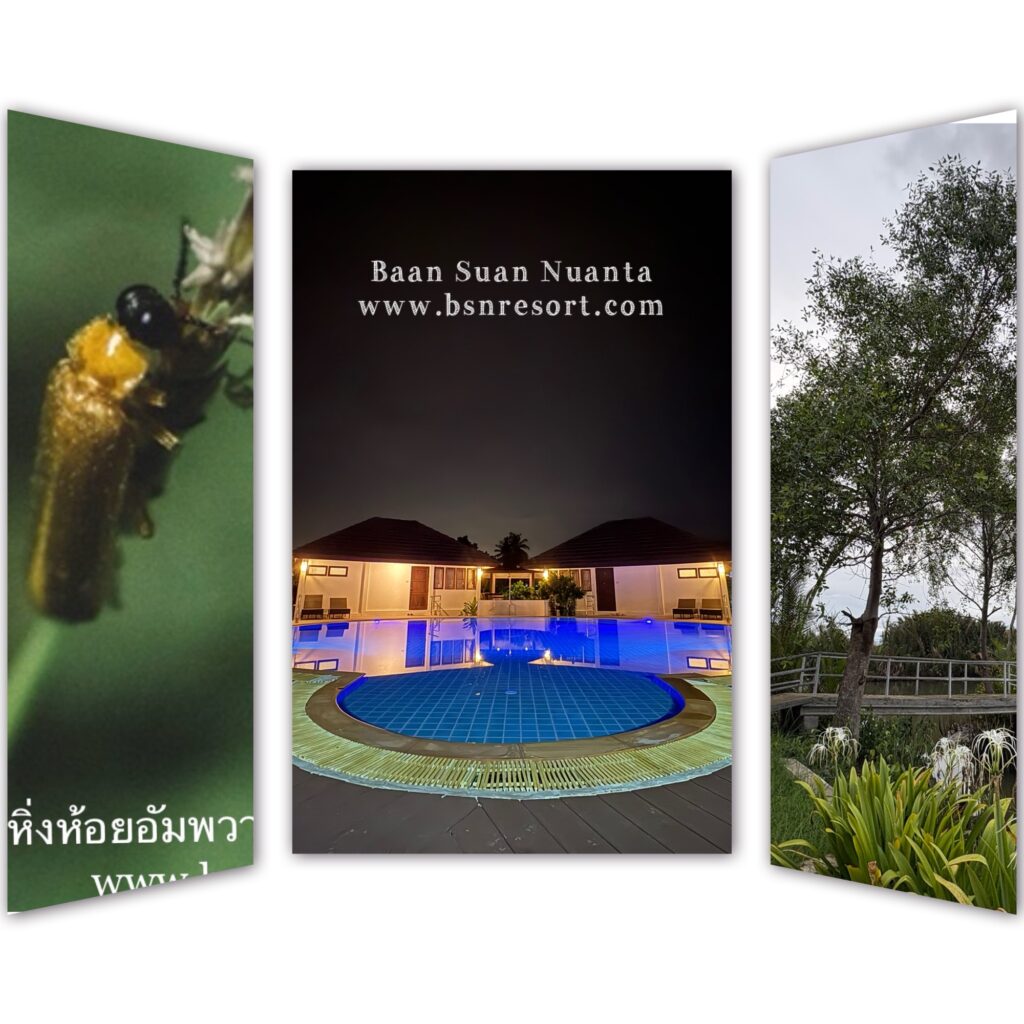 fireflies watching in Thailand, watching fireflies 